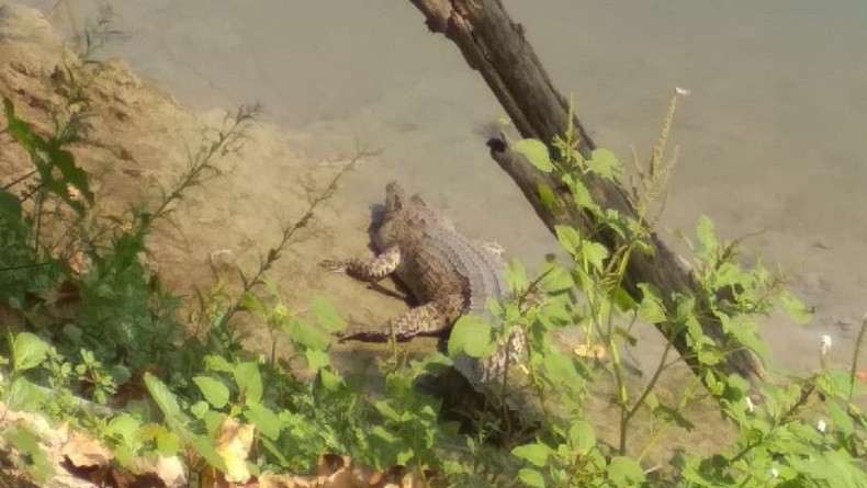 Buaya Menampakkan Diri di Bengawan Solo Lamongan, Warga Cemas Beraktivitas