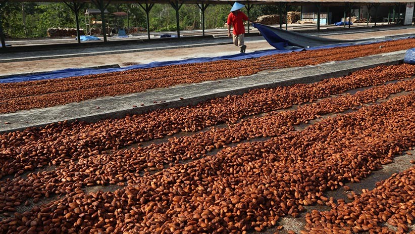 Produksi Cokelat di Tengah Kebun Kakao Jadi Daya Tarik Wisatawan - Bagian 3