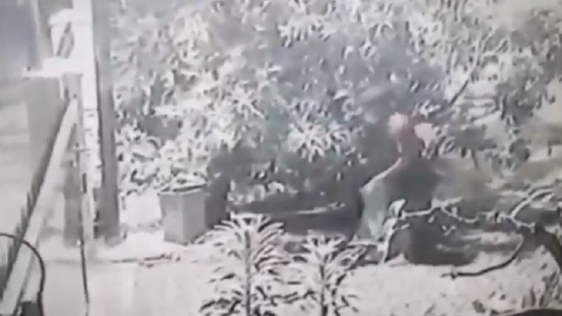 Viral Aksi Pencurian Sekarung Mangga di Medan Terekam CCTV  