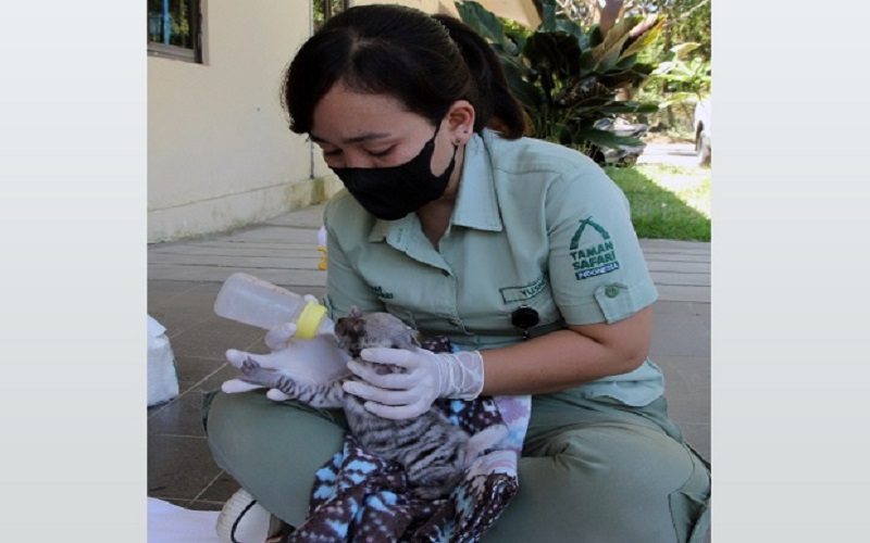 Dua Bayi Hyena di Taman Safari Bali Diberi Nama A’ali dan Amman