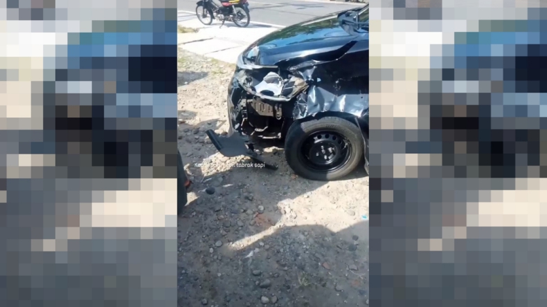 Tabrak Sapi Nyeberang, Mobil di Padang Pariaman Ringsek