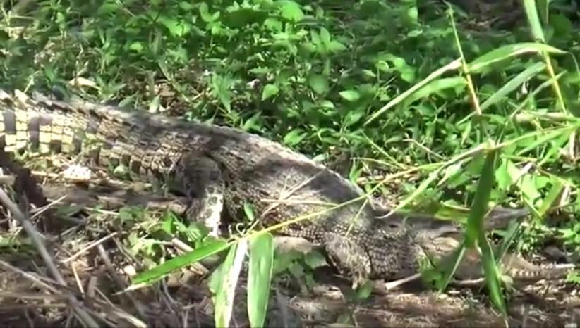 Padang Geger Penampakan Buaya 2 Meter, Warga Resah Takut Dimangsa