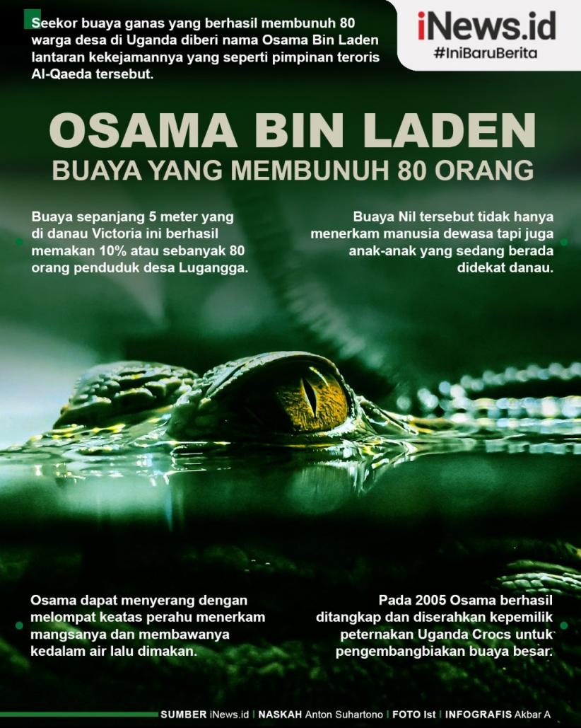 Infografis Buaya Osama Bin Laden  Bunuh 80 Orang
