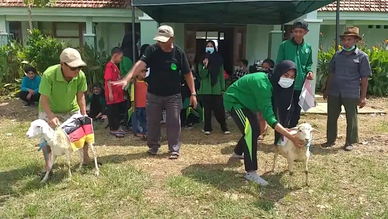 Seru, Balap Kambing Berbendera Peserta Piala Eropa 2020 di SMK Agribisnis Gresik 