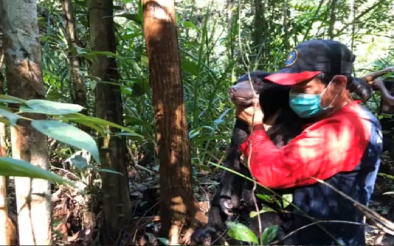 Beruang Madu Masuk Markas TNI AU Dilepasliarkan di Suaka Margasatwa Lamandau