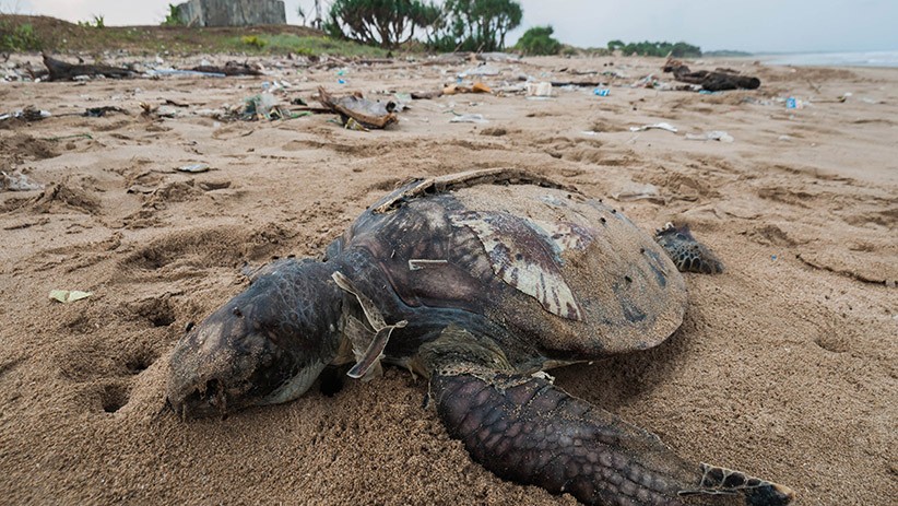 Banyak Diburu, Populasi Penyu Terancam Punah - Bagian 2