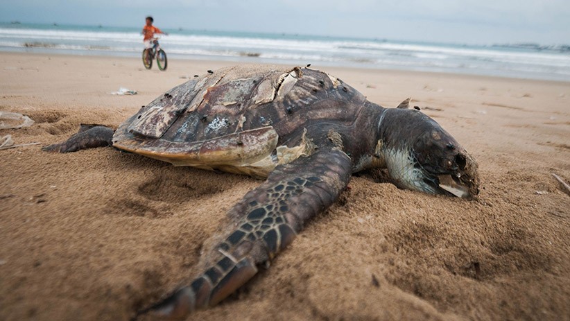 Banyak Diburu, Populasi Penyu Terancam Punah - Bagian 1