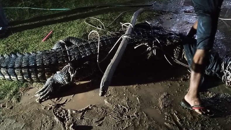 Terkam Warga Mandi, Buaya 3,5 Meter di Bangka Selatan Ditangkap