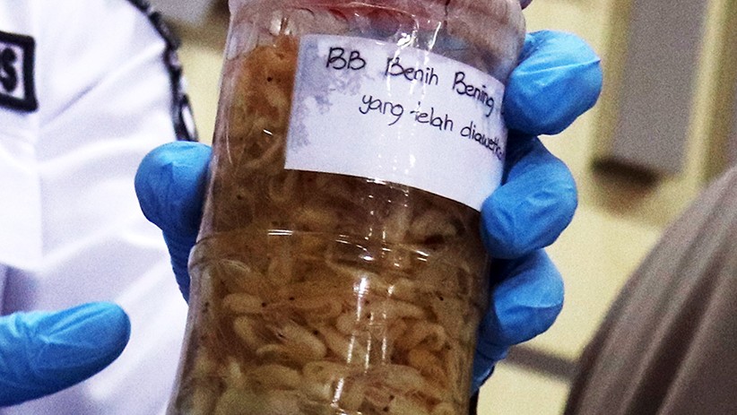 Penyelundupan 30.000 Ekor Benih Lobster, Dua Warga Trenggalek Diamankan - Bagian 2