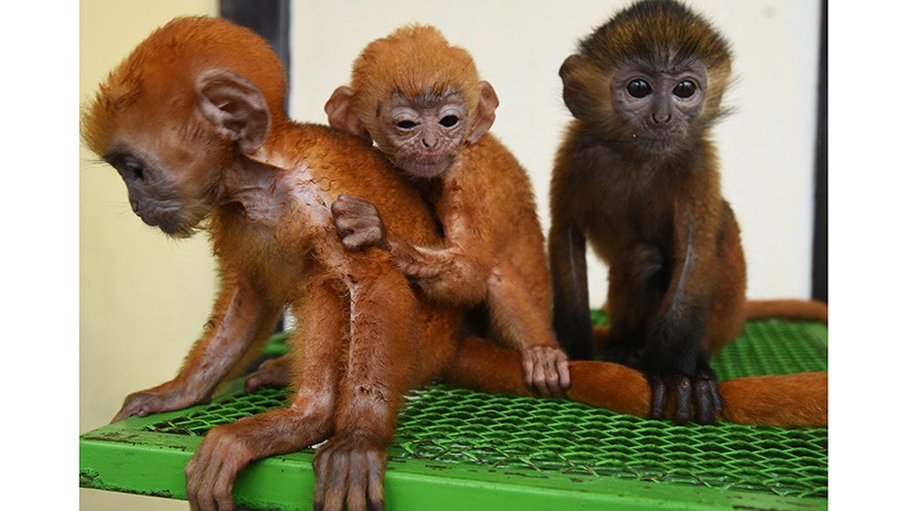 BKSDA Selamatkan 3 Lutung Jawa yang Dijual Online - Bagian 2