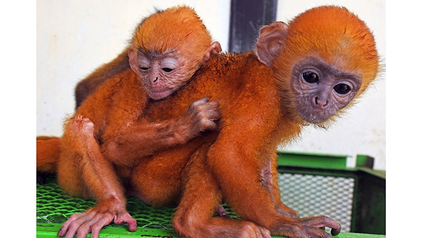 BKSDA Selamatkan 3 Lutung Jawa yang Dijual Online - Bagian 1
