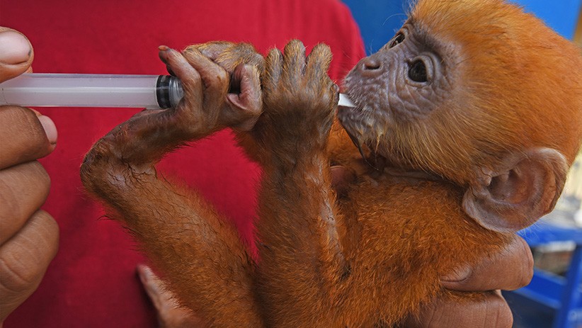 BKSDA Selamatkan 3 Lutung Jawa yang Dijual Online - Bagian 3