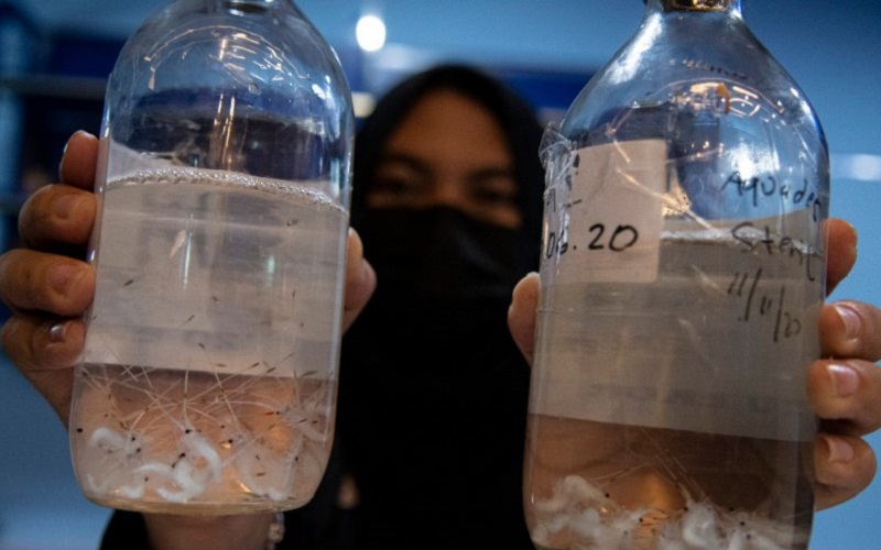 title Bea Cukai Gagalkan Penyelundupan Benur Senilai Rp18,4 Miliar di Banyuasin dan Palembang Bea Cukai Gagalkan Penyelundupan Benur Senilai Rp18,4 Miliar di Banyuasin dan Palembang