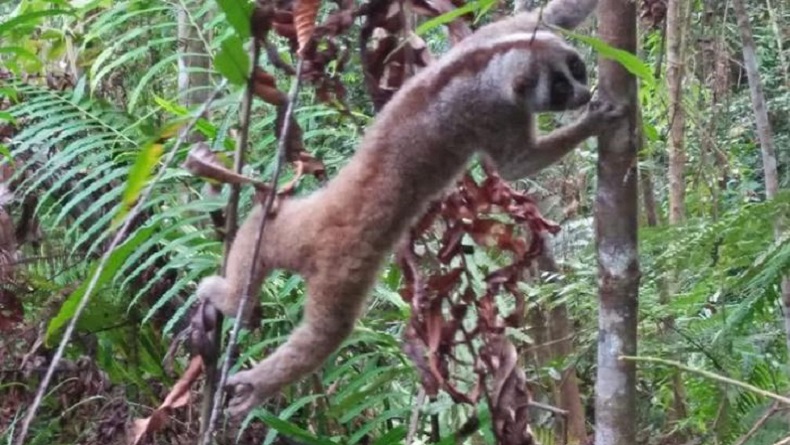 4 Satwa Dilindungi Dilepasliarkan ke Suaka Margasatwa Siranggas di Pakpak Bharat