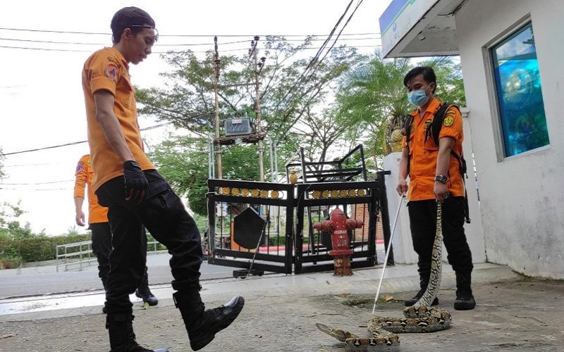 Tim Animal Rescue Banjarmasin Tangkap 60 Ular Berbahaya, Ada yang Masuk Hotel
