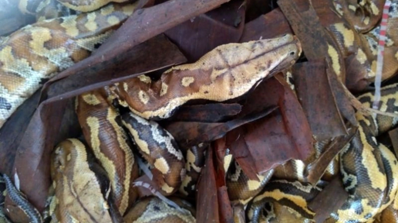 Penyelundupan Hewan di Bakauheni, 20 Ular Sanca Gendang Disimpan di Keranjang Buah 