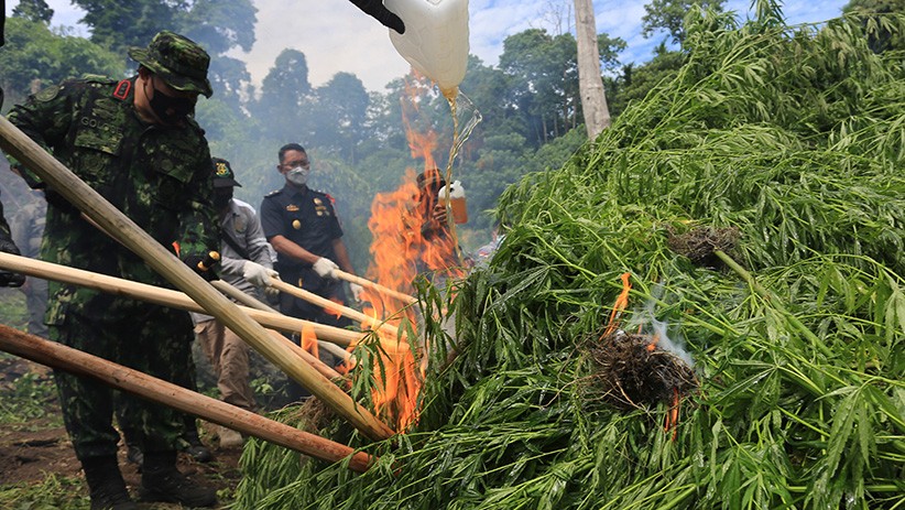 BNN Temukan 3 Hektare Lahan Ganja di Aceh, 12 Ton Pohon Ganja Langsung Dibakar