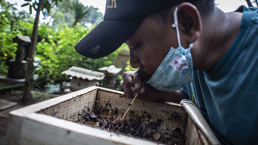 Budi Daya Lebah Madu di Hutan Kota Srengseng - Bagian 3