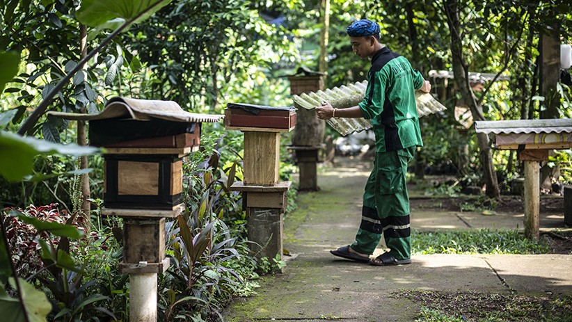 Budi Daya Lebah Madu di Hutan Kota Srengseng - Bagian 1