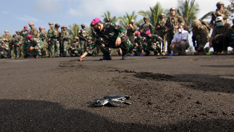 Tutup Latihan Bersama, Marinir Indonesia dan Amerika Lepas Tukik ke Laut  - Bagian 3