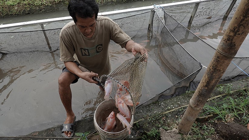 Warga Sokaraja Manfaatkan Irigasi untuk Budi Daya Ikan Nila - Bagian 2