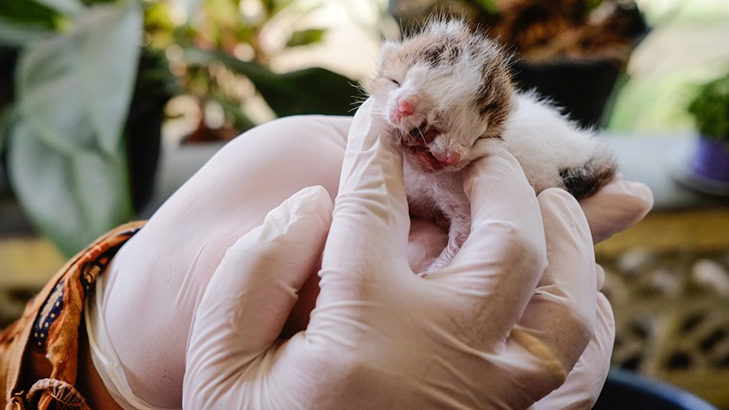 Penampakan Kucing Berwajah Dua Bernama Juna Juni - Bagian 2