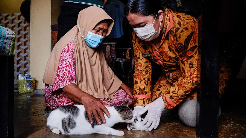 Penampakan Kucing Berwajah Dua Bernama Juna Juni - Bagian 3