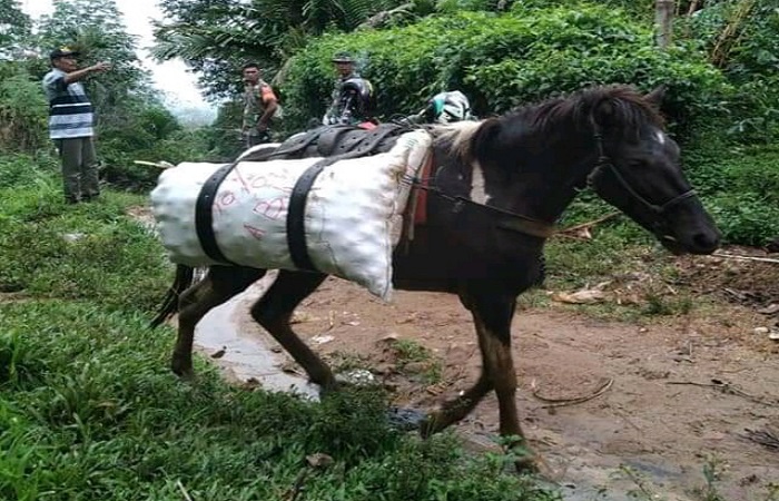 Menembus Dusun Terisolasi di Tapsel, Kuda Jadi Andalan Warga Angkut Hasil Pertanian