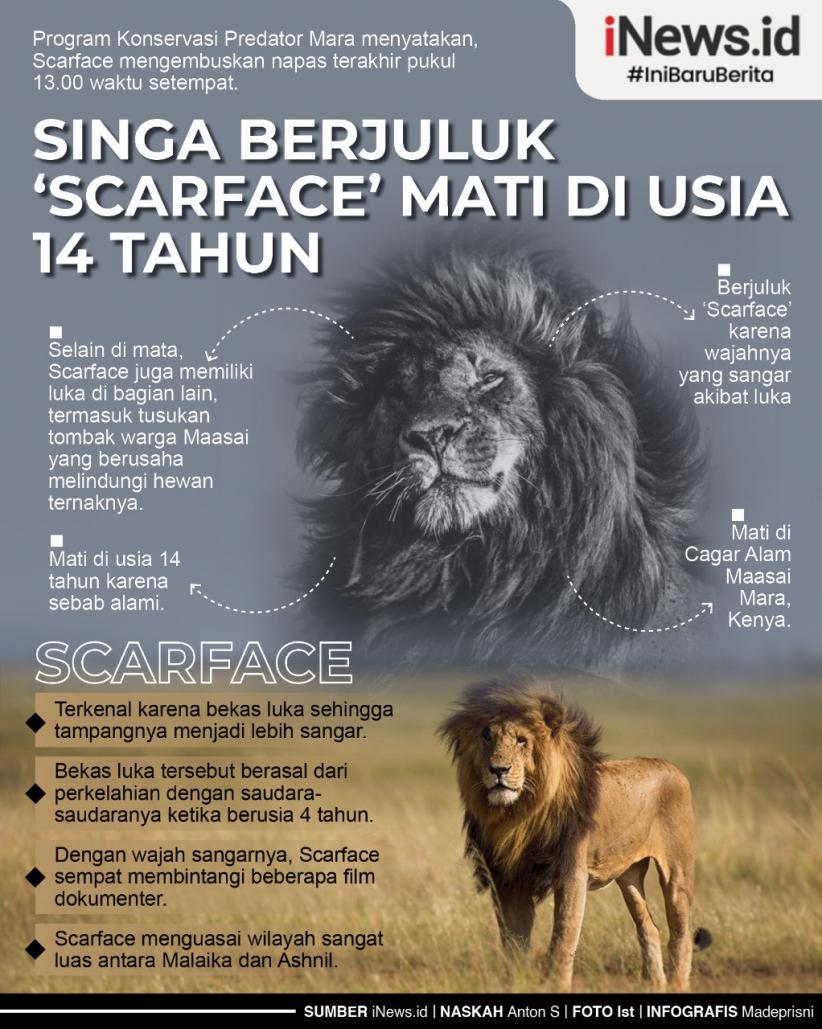 Infografis Singa Terkenal di Dunia Scarface Mati
