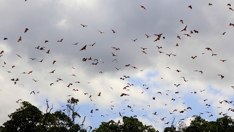 Melihat Hewan Eksotis dan Liar di Taman Wisata Alam Menipo Kupang - Bagian 2