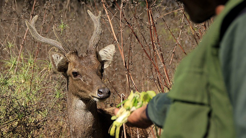Melihat Hewan Eksotis dan Liar di Taman Wisata Alam Menipo Kupang - Bagian 1