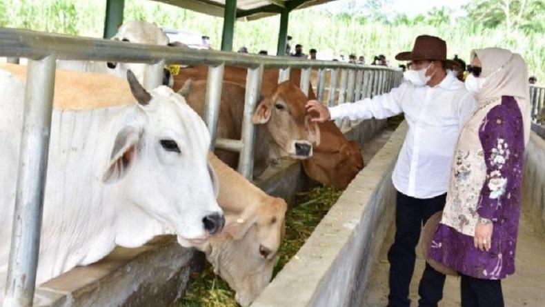 Dorong Produksi Daging Sapi, Sumut Kembangkan Instalasi Pembibitan sapi di Padanglawas