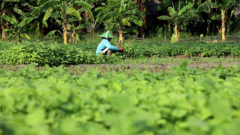 Bercocok Tanam di Lahan Sempit Ibu Kota - Bagian 2
