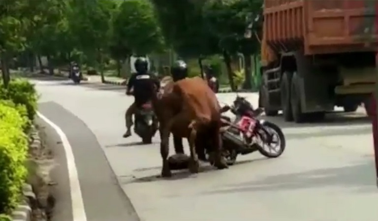 Tak Laku Dijual, Sapi di Tuban Malah Ngamuk Seruduk Motor dan Mobil 