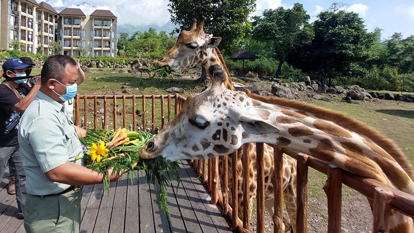 Momen Jerapah Koleksi Taman Safari Prigen Diberi Hadiah Tumpeng Spesial - Bagian 1