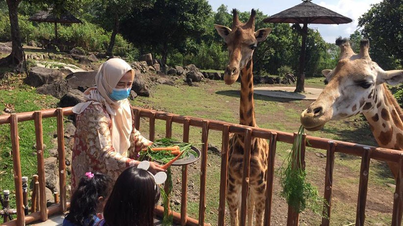 Momen Jerapah Koleksi Taman Safari Prigen Diberi Hadiah Tumpeng Spesial - Bagian 2