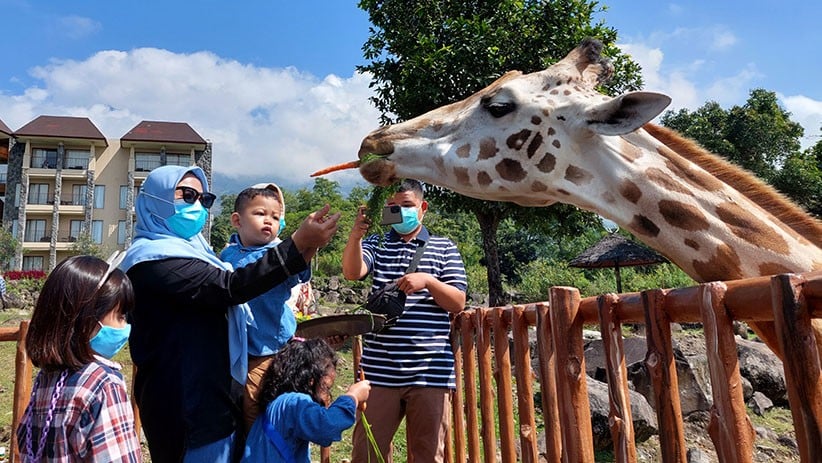 Momen Jerapah Koleksi Taman Safari Prigen Diberi Hadiah Tumpeng Spesial - Bagian 3