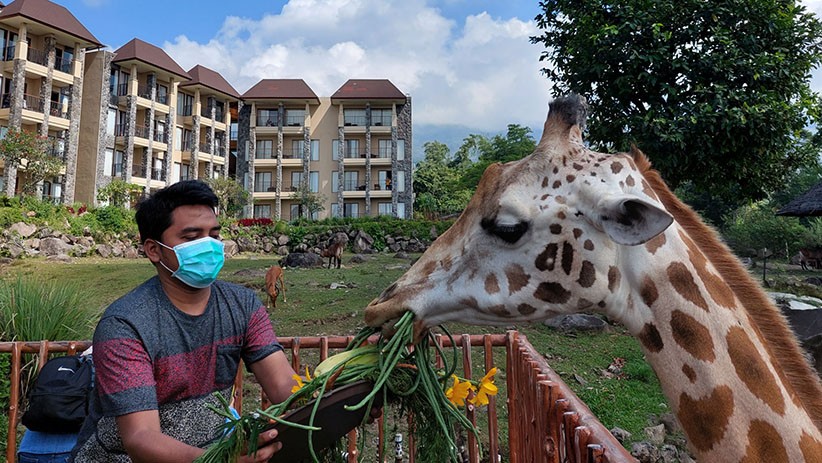 Momen Jerapah Koleksi Taman Safari Prigen Diberi Hadiah Tumpeng Spesial - Bagian 4