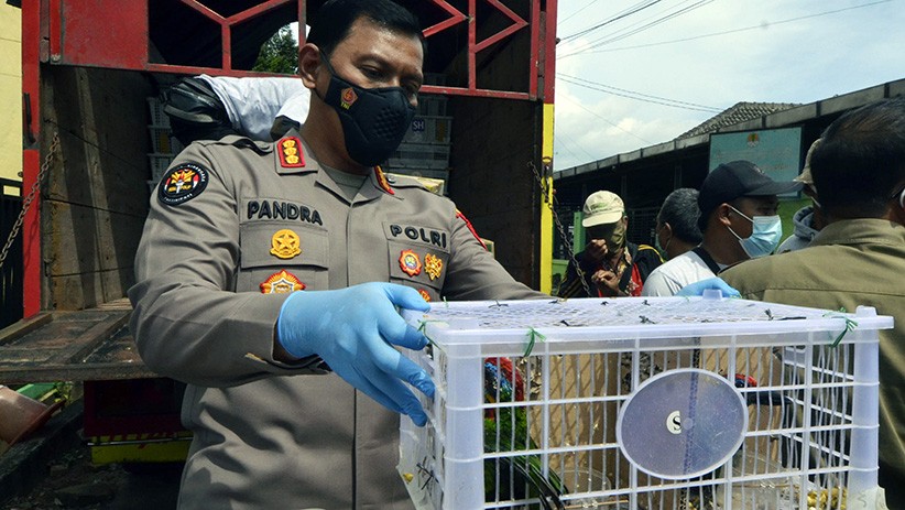 Penyelundupan Burung Dilindungi Beo Tiong Emas hingga Cililin Tangkar - Bagian 2