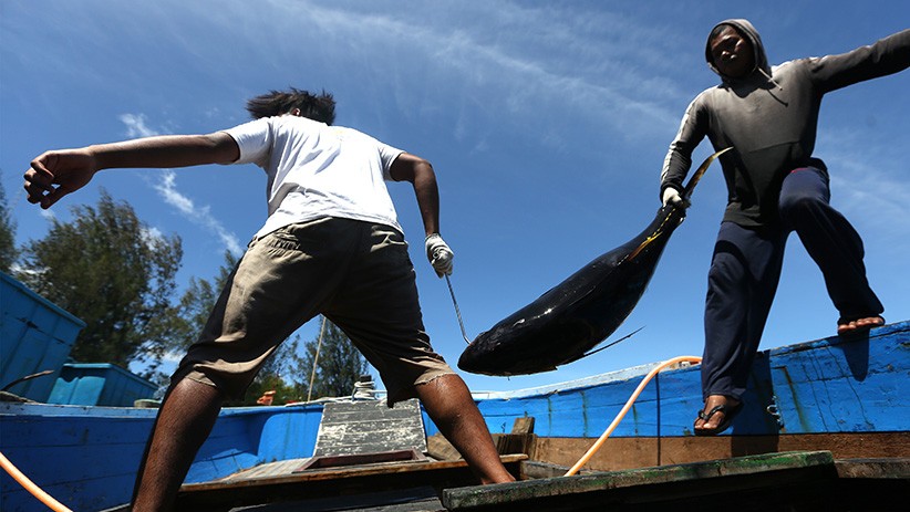 Indonesia Memiliki Ikan Tuna Kualitas Ekspor hingga Ratusan Ribuan Ton - Bagian 2