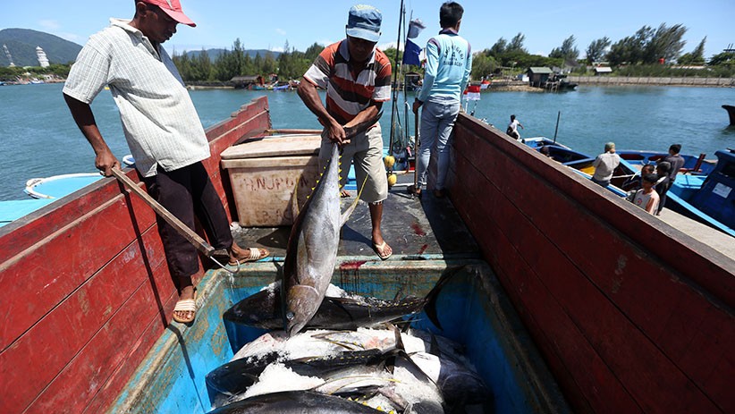 Indonesia Memiliki Ikan Tuna Kualitas Ekspor hingga Ratusan Ribuan Ton - Bagian 1