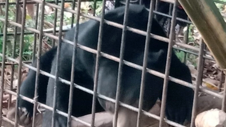 Beruang Madu di Limapuluh Kota Masuk Perangkap, Ini Penampakannya