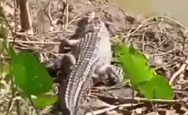 Dikira Biawak, Ternyata Ada Buaya Keliaran di Sungai Gianyar Bali