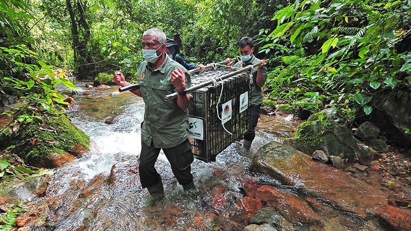 BKSDA Lepas Siamang dan Tapir ke Taman Nasional Kerinci Seblat - Bagian 1