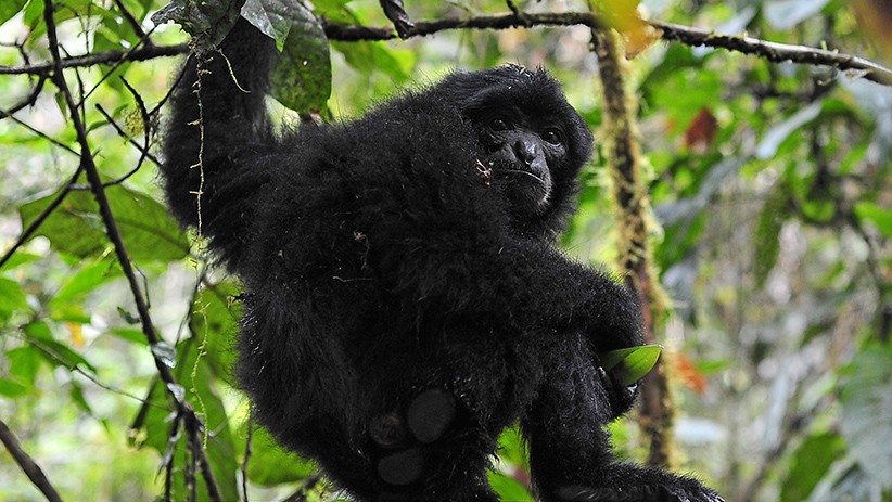 BKSDA Lepas Siamang dan Tapir ke Taman Nasional Kerinci Seblat - Bagian 3