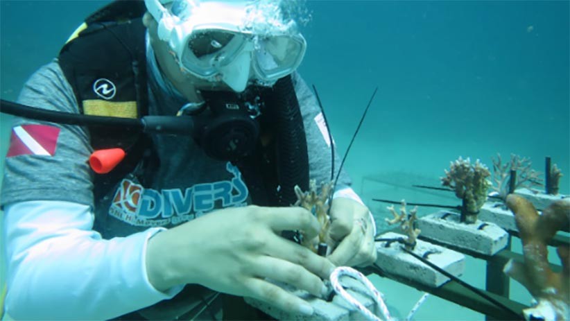 HUT ke-75, BNI Tanam 1.946 Bibit Terumbu Karang di Perairan Sulawesi Utara - Bagian 3