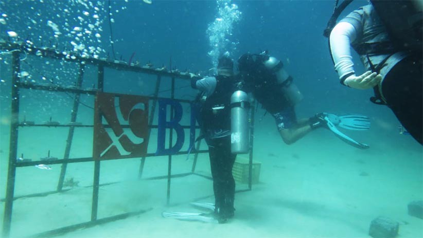 HUT ke-75, BNI Tanam 1.946 Bibit Terumbu Karang di Perairan Sulawesi Utara - Bagian 1