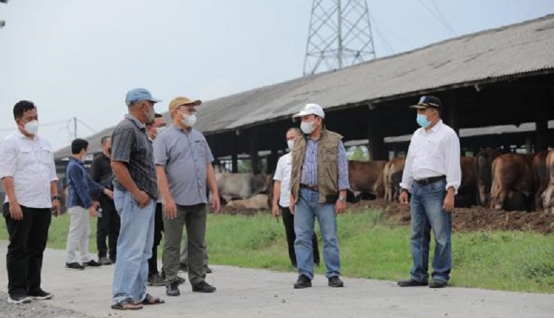 Gubernur Babel Belajar Ternak Sapi ke Lampung