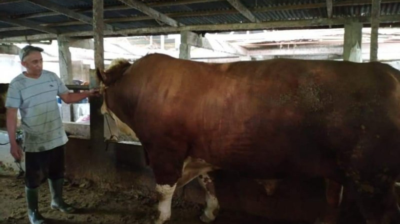 Punya Berat 1,3 Ton, Ini Calon Sapi Kurban Presiden Jokowi