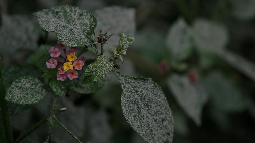 Hujan Abu Vulkanik Selimuti Wilayah Cangkringan Pascaerupsi Gunung Merapi - Bagian 2